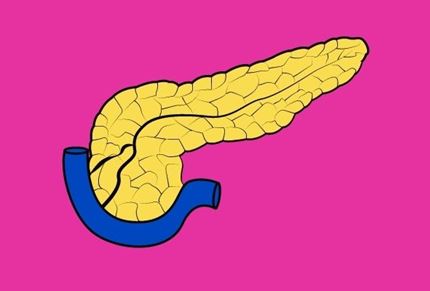 Cartoon of an anatomical pancreas on a pink background