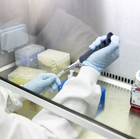 scientists hands pipetting in a cell culture hood