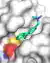 P53 Gene