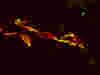 An image of a tumour blood vessel following low dose treatment with activation (represented in yellow) to enable immune cell access into tumour